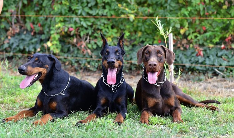 Nero Di Angelo kennel