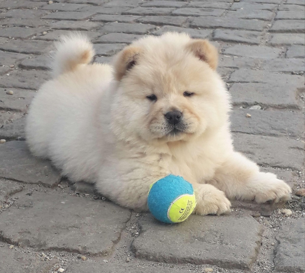 Csau csau - chow-chow