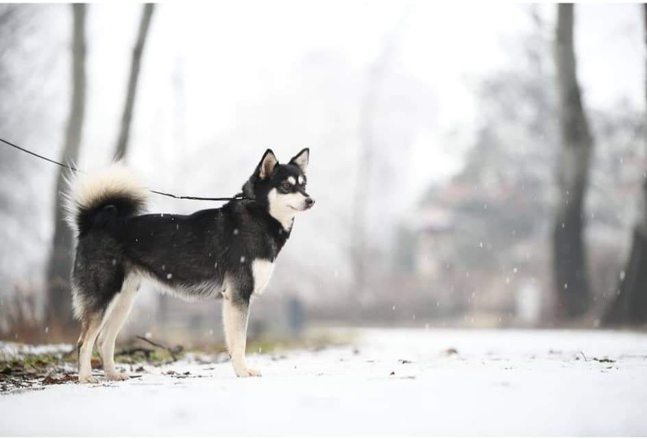 Dark dog force