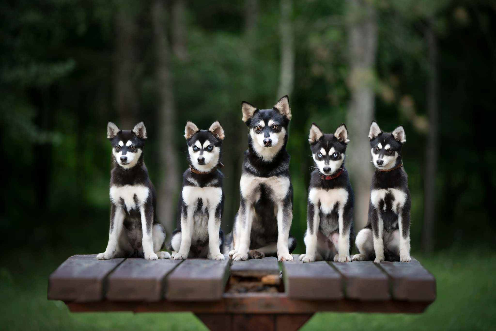 Dark dog force