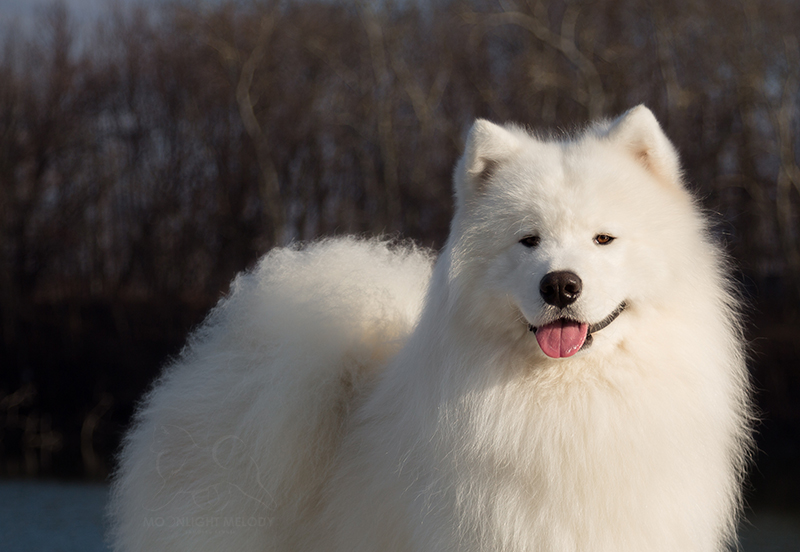 A samoyed fajta egy tenyésztő szemével