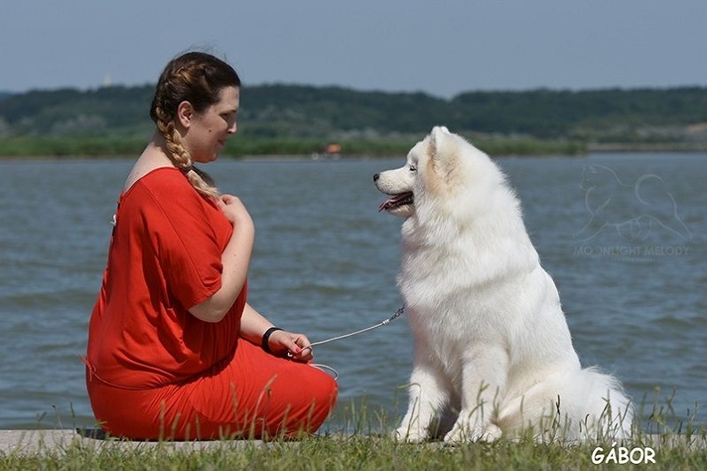 Moonlight Melody Samoyed Kennel
