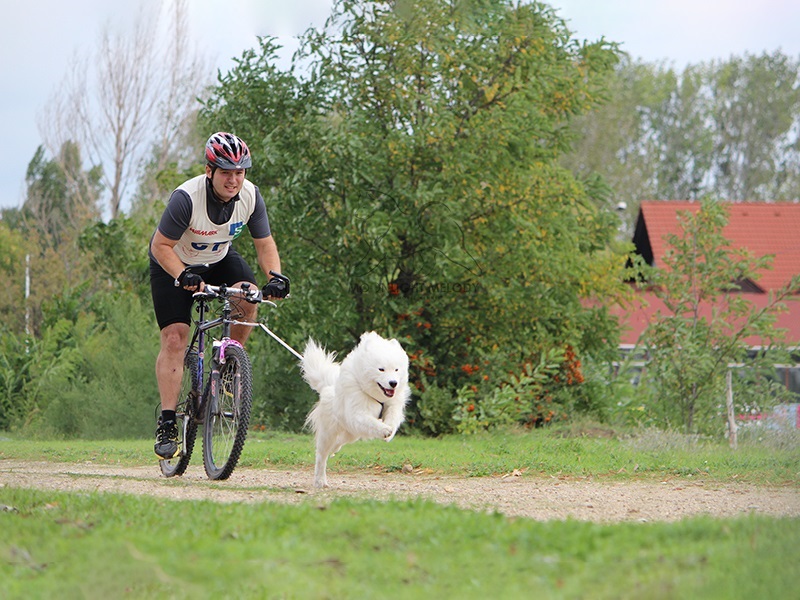 Moonlight Melody Samoyed Kennel