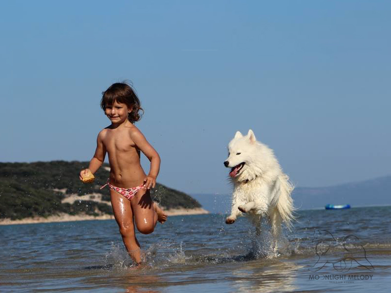 Moonlight Melody Samoyed Kennel