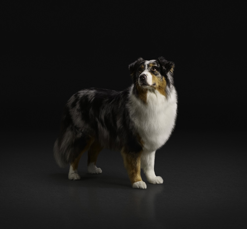 Miért fontos kedvencünk számára a súlykontroll és hogyan biztosíthatjuk számára az ideális kondíciót?