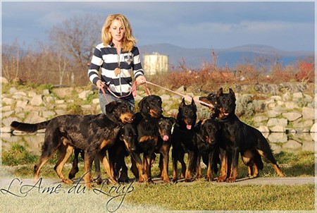 Ame du Loup Beauceron kennel
