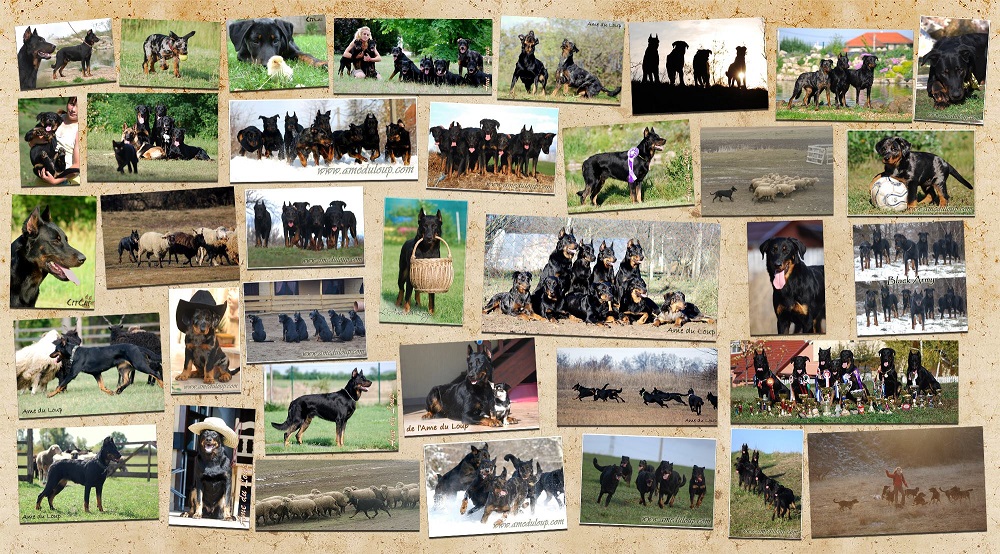 beauceron