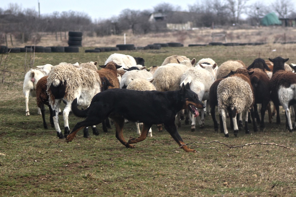 beauceron
