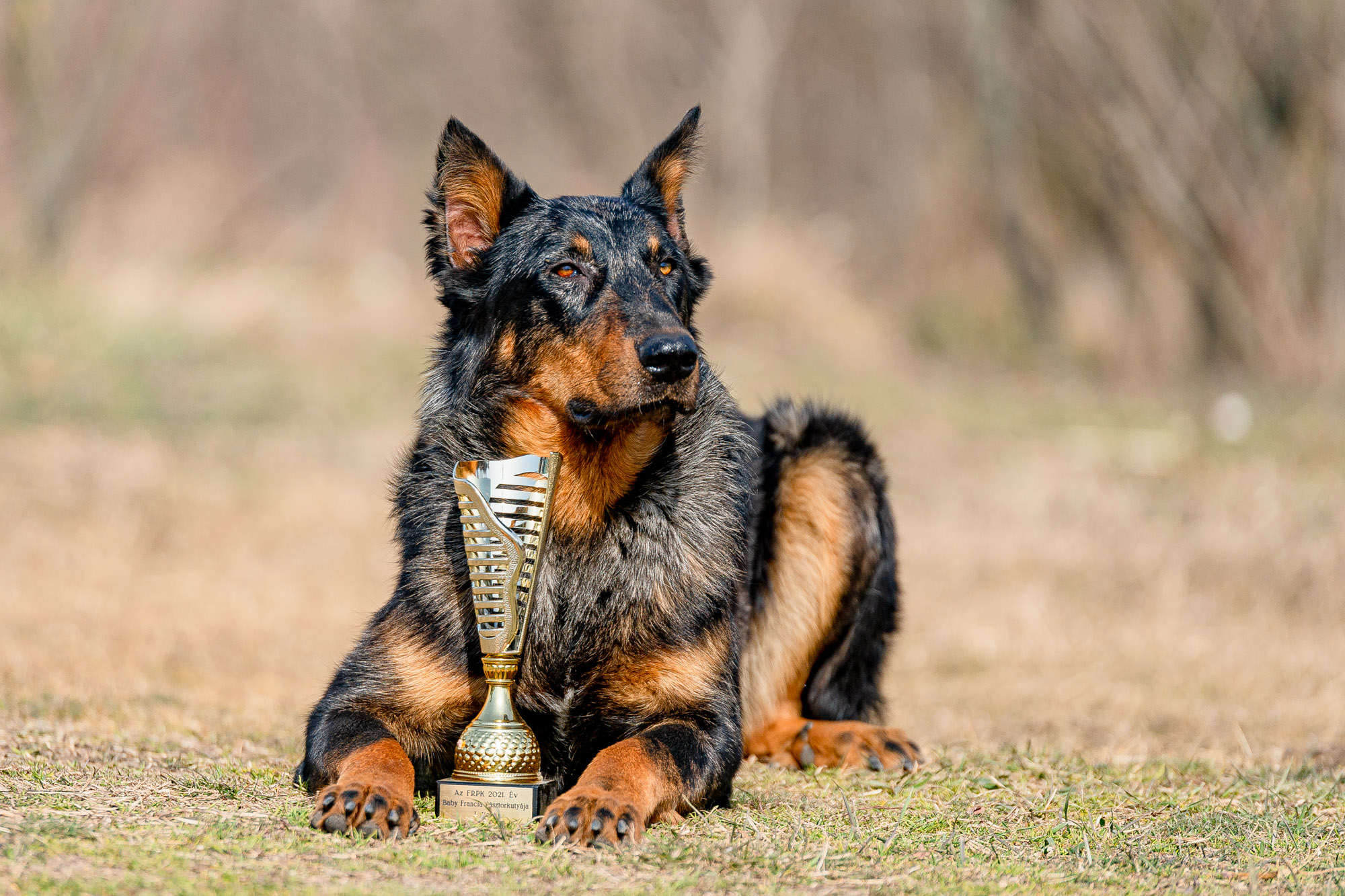 beauceron