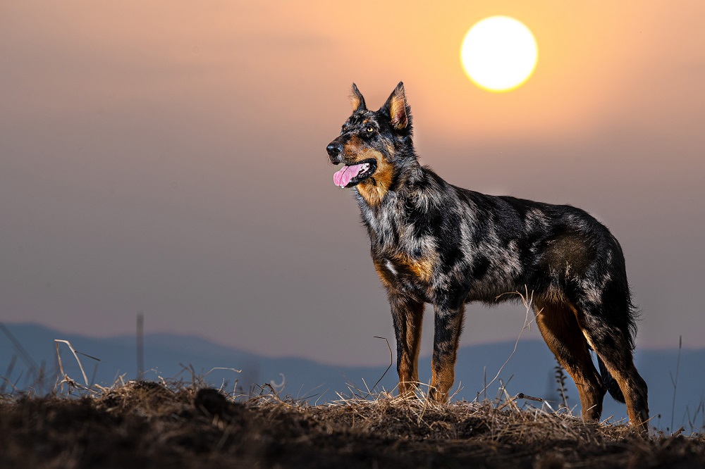 A beauceron