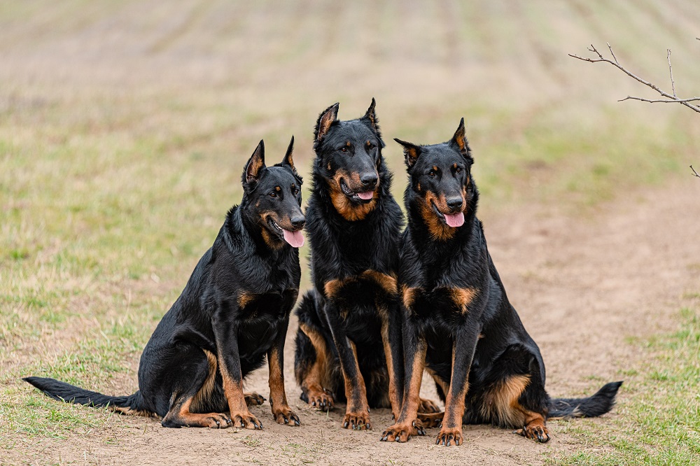 beauceron