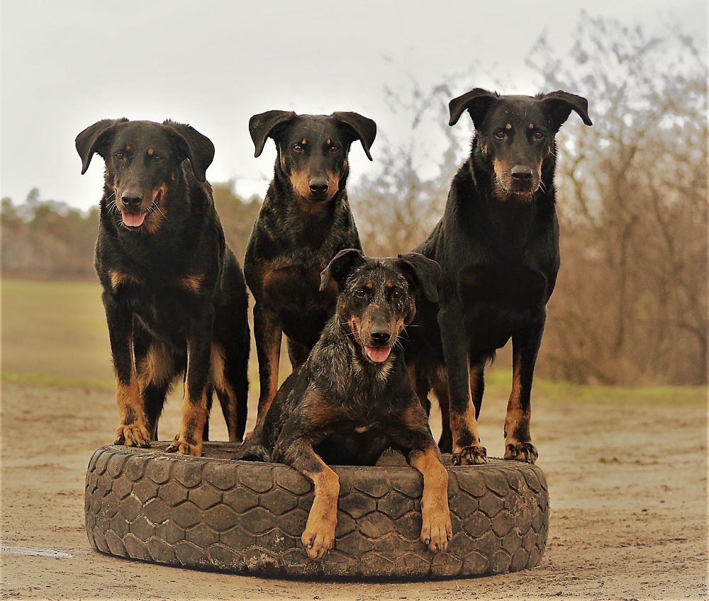 beauceron