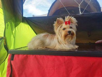 Cuha Völgyi Gyémántok Kennel Biewer és Colorful Yorkshire Terrier