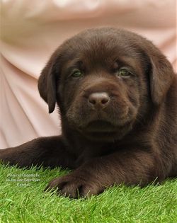 Magical Chocolate Labrador Retriever Kennel