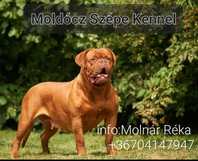 Moldócz Szépe Kennel
