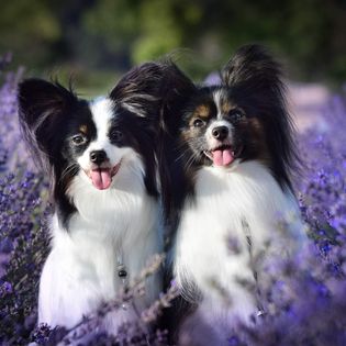 Petrixy Papillon Kennel
