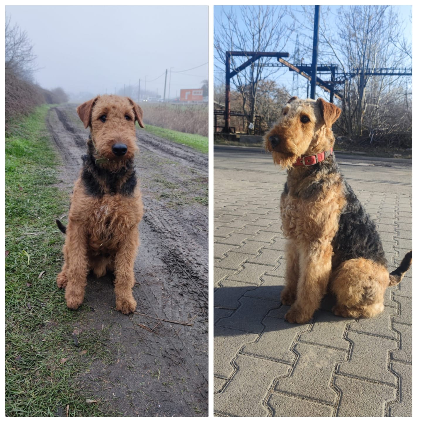 Diggerdale Airedale terrier kennel