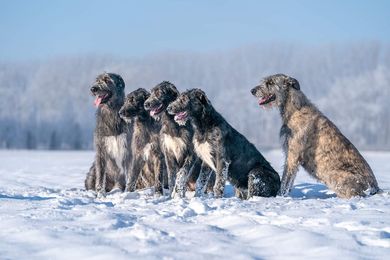 Pheonix\'s Hope Irish Wolfhound Kennel