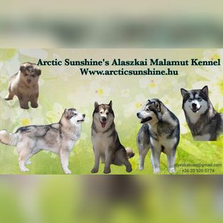 Arcticsunshine kennel