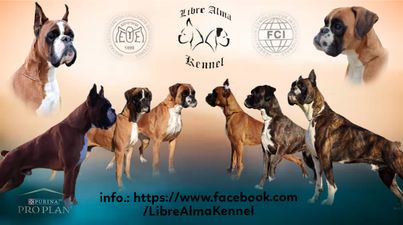 Libre Alma Boxer Kennel