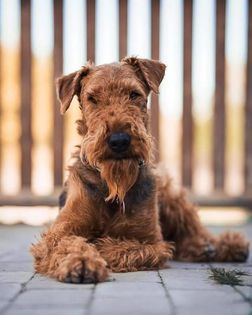 From HellDale Ranch Airedale- és ír terrier kennel