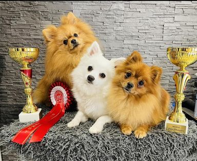 Drixifox Club- német kis spitz kennel
