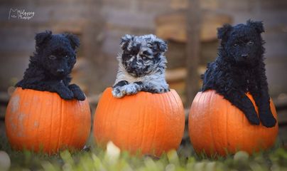 Völgység Kincse Mudi Kennel