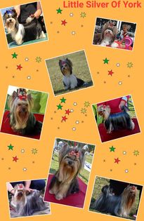 LITTLE SILVER OF YORK KENNEL