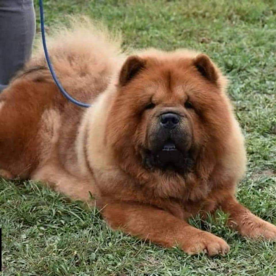 Tutiszigeti csau csau kennel