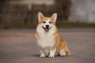 Great By Lucky Kennel. Welsh Corgi Pembroke