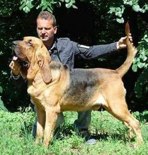 Star-mountain kennel