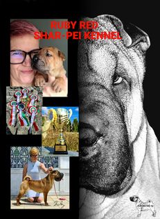 RUBY RED VIKY PEI SHAR-PEI KENNEL
