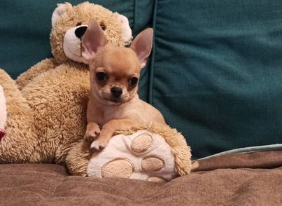 Saint Simon Origins Chihuahua kennel