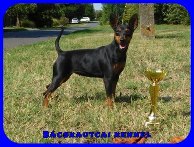 Bácskautcai törpe pinscher kennel
