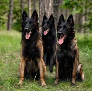 Sense of Insanity working tervueren & groenendael kennel