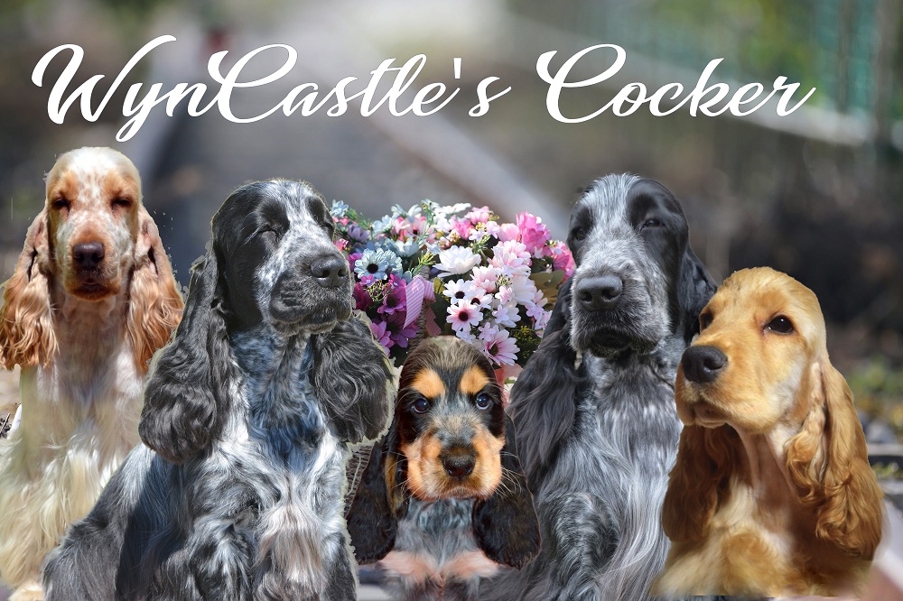 \"WynCastle\'s\" Angol Cocker Spániel kennel