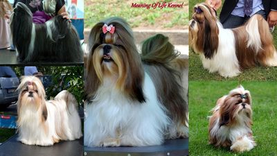 Meaning Of Life Shih-Tzu Kennel