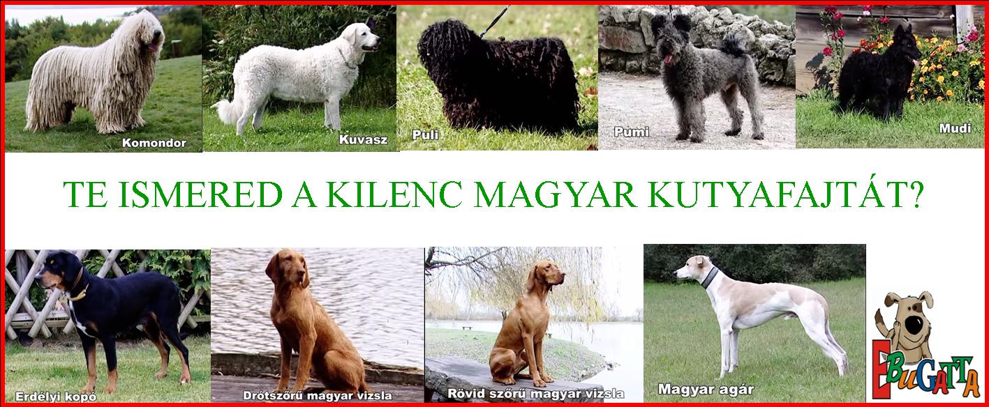 Kilenc Magyar Kutyafajta