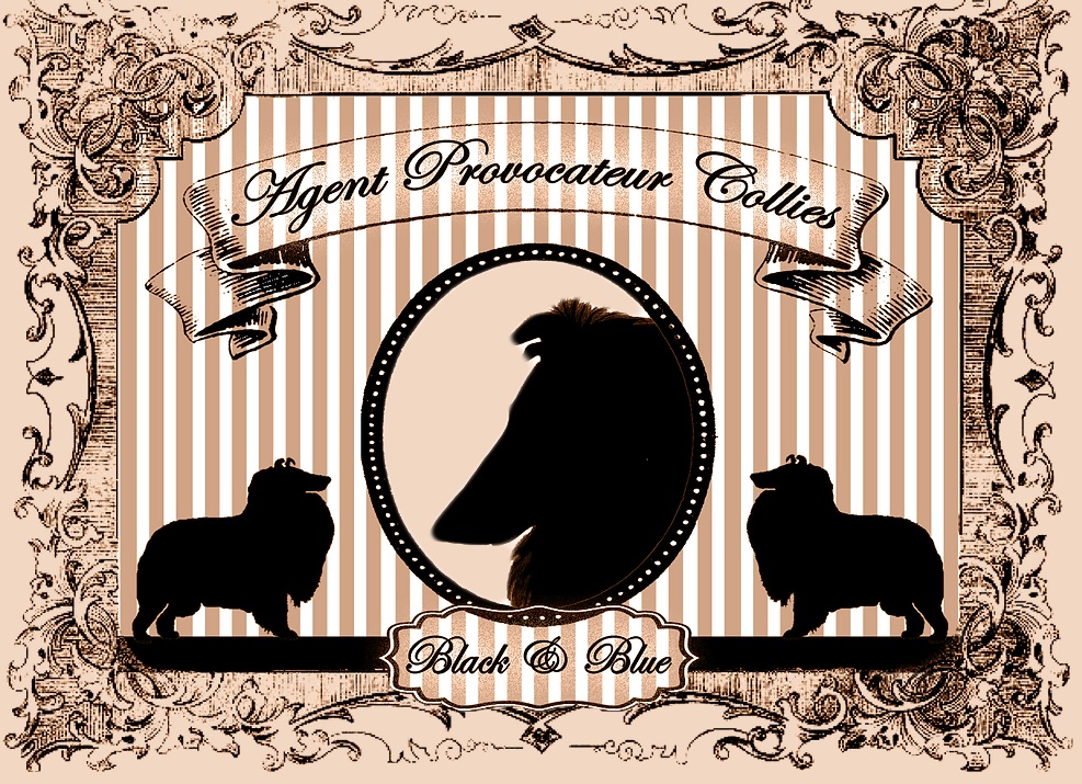 AGENT PROVOCATEUR KENNEL (rough collie)