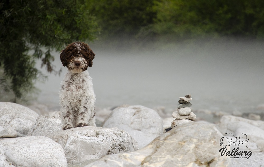 Valburg Lagotto Heaven Kennel Lagotto Romagnolo