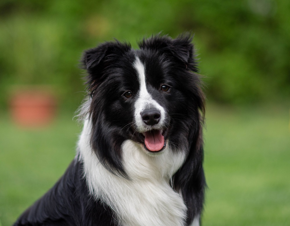 Border Collie