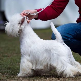 BOGARHAZI kennel
