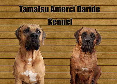 Tamatsu Amerci Daride