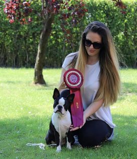Sakura Blossom boston terrier kennel