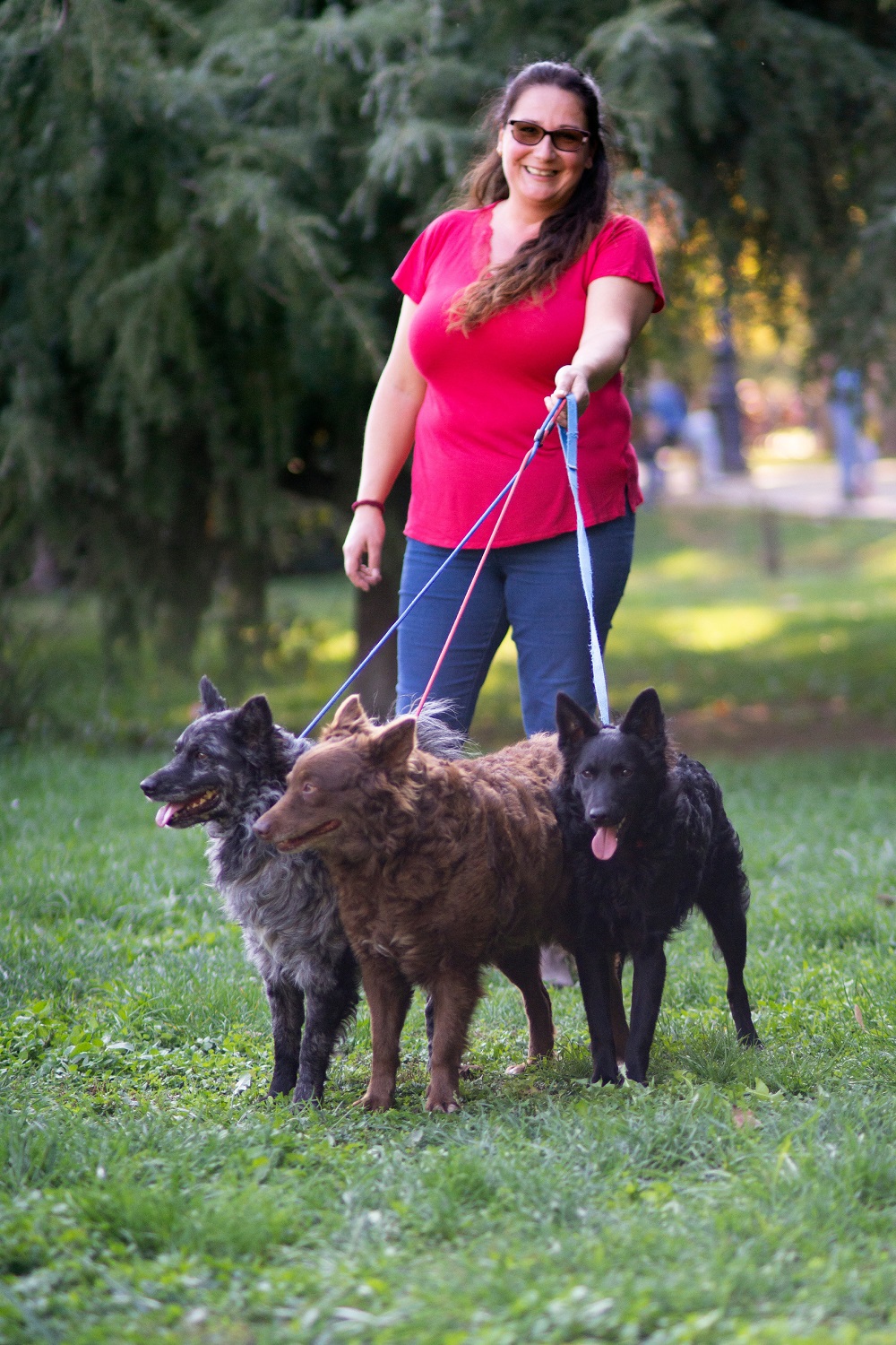 Kacifántos kennel