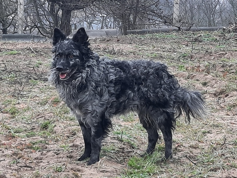 Kacifántos kennel