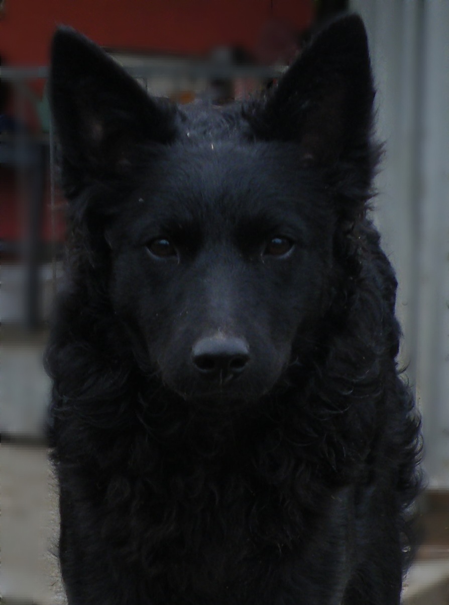 Kacifántos kennel