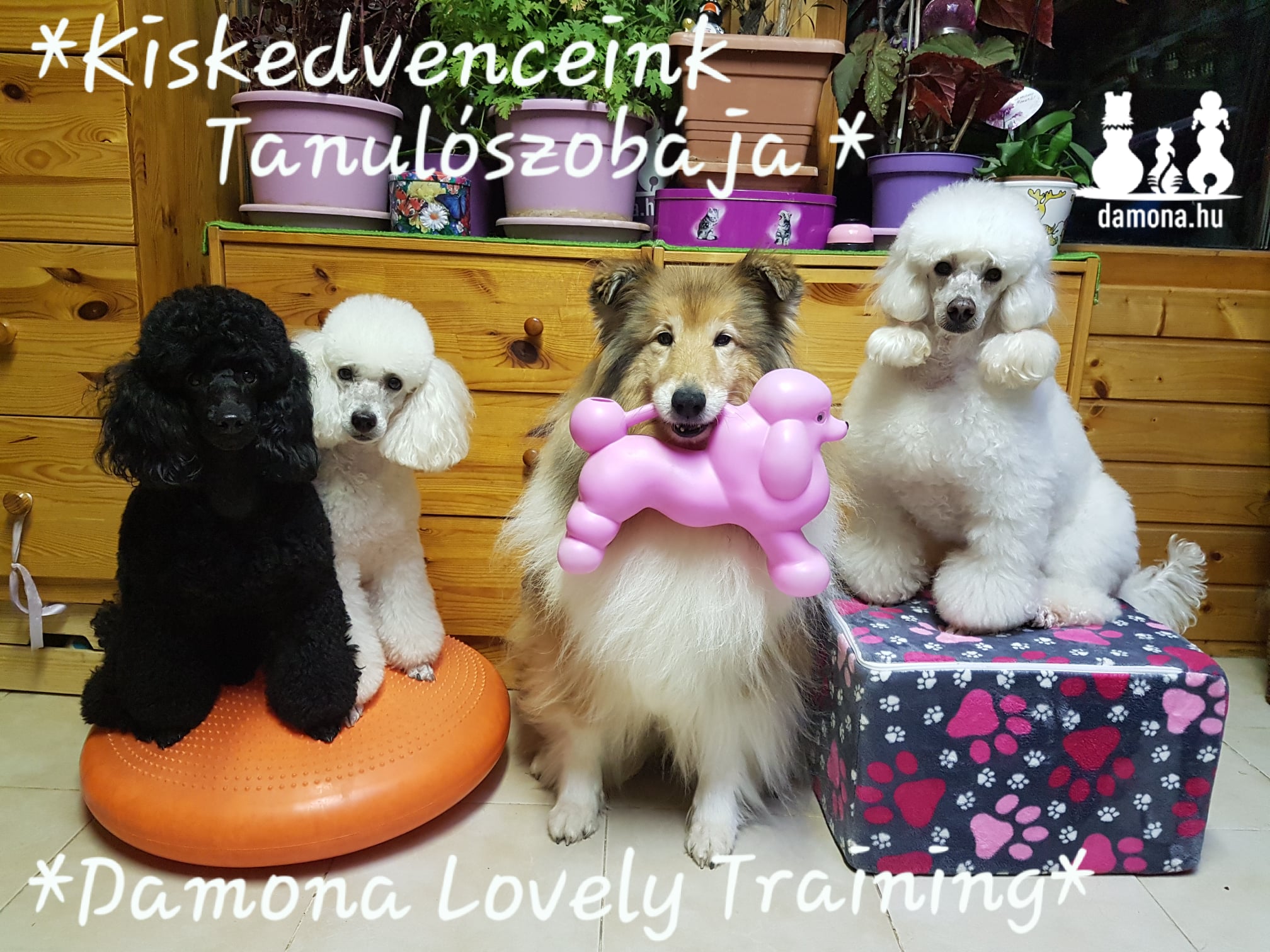 Kiskedvenceink Tanulószobája