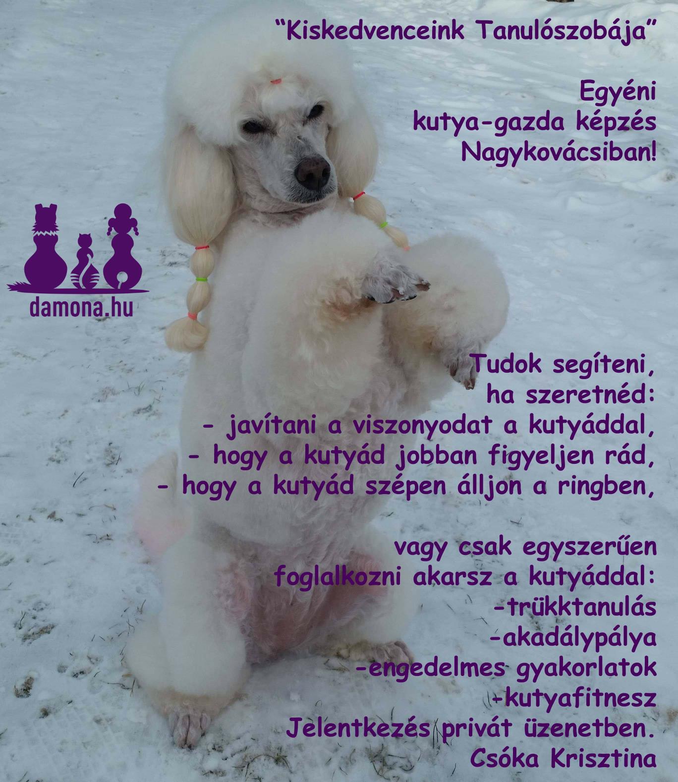 Kiskedvenceink Tanulószobája