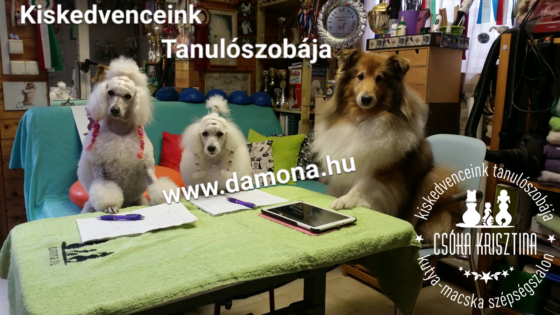 Kiskedvenceink Tanulószobája